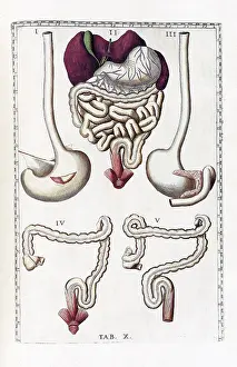 Anatomical Illustration Drucke: Eustachi, 'Tabulae anatomicae', 1783