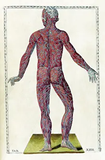 Human Anatomy Illustration Drucke: Eustachi, 'Tabulae anatomicae', 1783