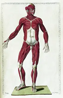 Human Anatomy Illustration Drucke: Eustachi, 'Tabulae anatomicae', 1783