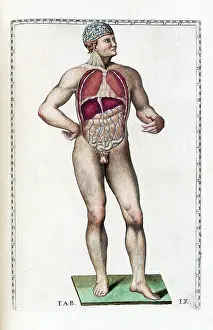 Human Anatomy Illustrations Drucke: Eustachi, 'Tabulae anatomicae', 1783