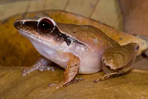 Amphibian Conservation Drucke: Evergreen Robber Frog