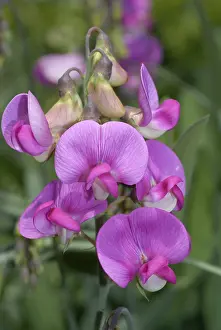 Ornamental Flowering Plants Drucke: Everlasting Pea