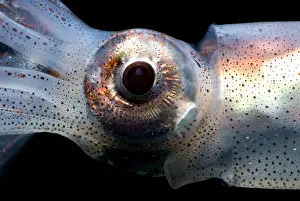 Deep Sea Squid Drucke: Eye Flash Squid