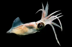 Deep Sea Squid Drucke: Eye Flash Squid