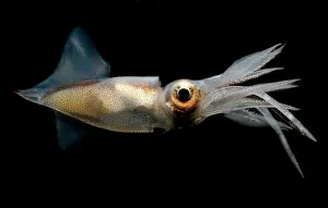 Deep Sea Squid Drucke: Eye Flash Squid
