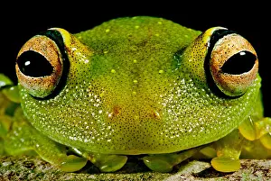 Peruvian Wildlife Drucke: Eye-ringed Bushfrog