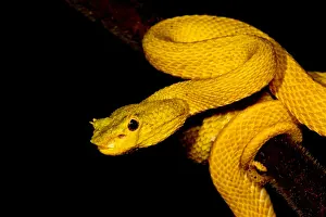 Poisonous Reptiles Drucke: Eyelash Palm Pitviper