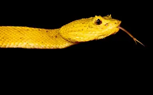 Tropical Wildlife Photos Drucke: Eyelash Palm Pitviper