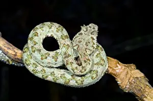 Wildlife In America Drucke: Eyelash Viper