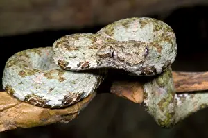 Camouflaged Animals Drucke: Eyelash Viper