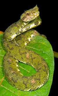 Wildlife In America Drucke: Eyelash Viper