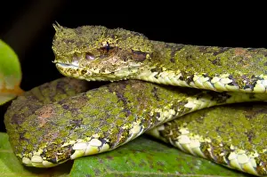 American Wildlife Animals Drucke: Eyelash Viper