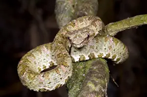 Augeviper