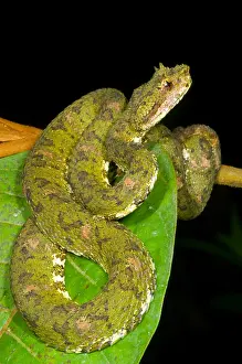 Wildlife In America Drucke: Eyelash Viper