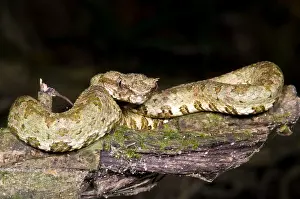 Wildlife In America Drucke: Eyelash Viper