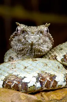 Augeviper