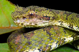 Wildlife In America Drucke: Eyelash Viper
