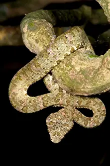 Wildlife In America Drucke: Eyelash Viper