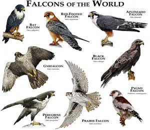 Falcons der Welt