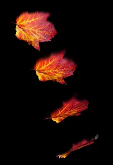 Autumn Plant Life Drucke: Falling Leaves