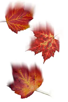Falling Maple Leaves