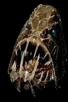 Vertebrate Animal Portraits Drucke: Fangtooth