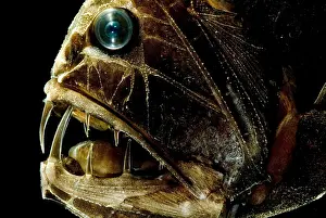 Gerahmter Druck : Fangtooth. Der Fangzahn, Anoplogaster cornuta Gerahmter Druck : Fangtooth. Der Fangzahn, Anoplogaster cornuta