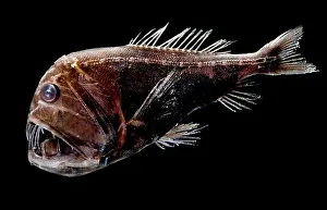 Deep Sea Fish Drucke: Fangtooth