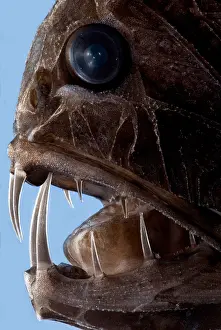Deep Sea Fish Drucke: Fangtooth