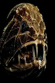 Deep Sea Fish Drucke: Fangtooth