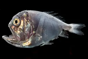 Deep Sea Fish Drucke: Fangtooth (Anoplogaster cornuta)