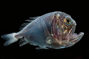 Deep Sea Fish Drucke: Fangtooth (Anoplogaster cornuta)