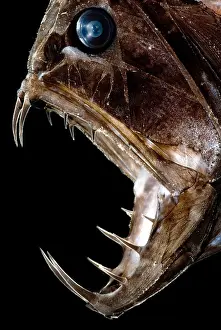 Large Fish Species Drucke: Fangtooth Fish