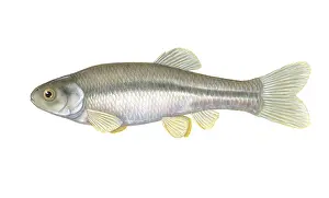 Animal Illustrations Online Drucke: Fathead Minnow