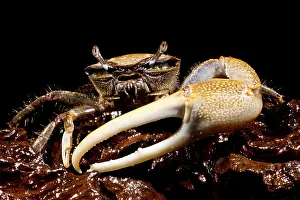 Fiddler Crab Drucke: Fiddler Crab