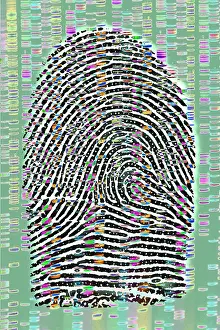 Fingerprint Analysis Drucke: Fingerprint analysis