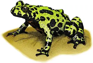 Nature Illustrations Drucke: Fire-bellied Toad