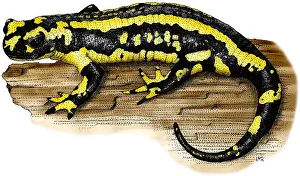 European Salamander Drucke: Fire Salamander