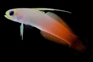 Tropical Fish Drucke: Firefish