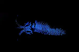 Firefly Squid