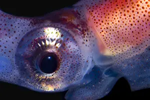 Deep Sea Squid Drucke: Firefly Squid