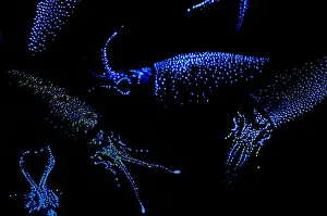 Firefly Squid