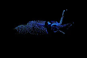 Firefly Squid