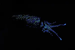Firefly Squid