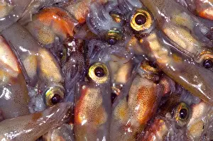 Firefly Squid