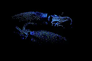 Firefly Squid