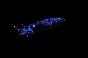 Firefly Squid