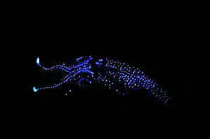 Firefly Squid