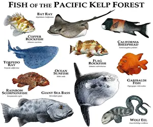 Pacific Ocean Sea Creatures Drucke: Fish of the Pacific Kelp Forest