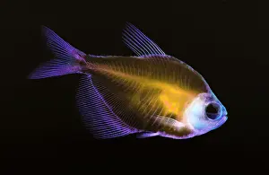 Fischschädel